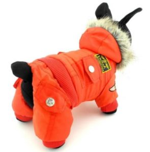 best winter coat for small dogs