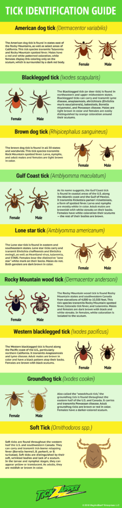 Tick Identification Infographic by TickZapper - Pet Life Today