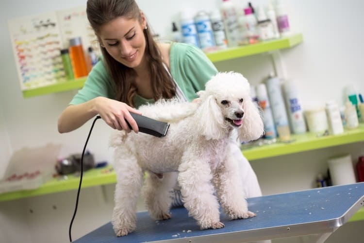 poodle grooming clippers