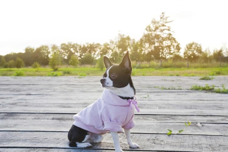 sweatshirt with dog on it