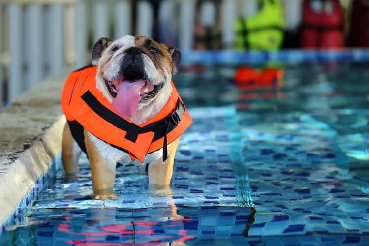 canine life vest