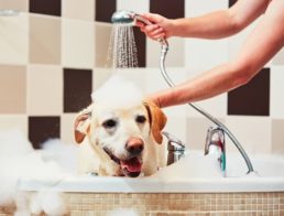 The Best Dog Shampoo