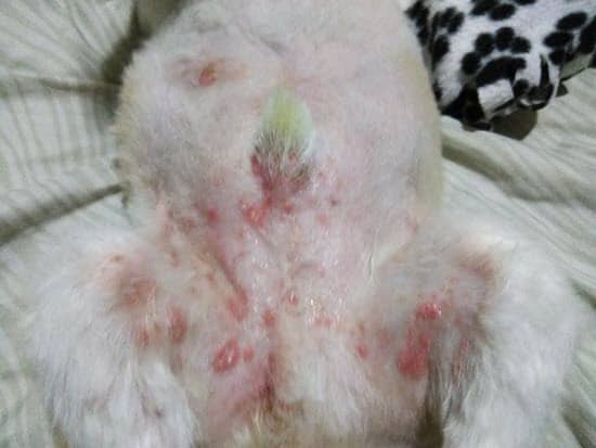 antibiotics for dog skin infection