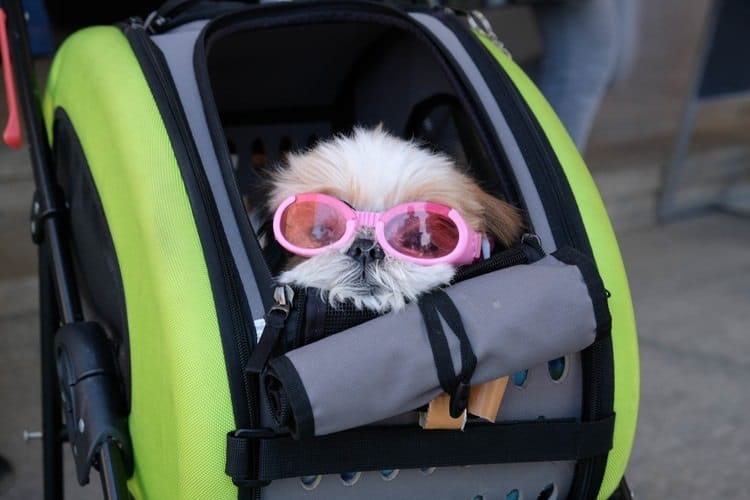 baby pram with dog compartment