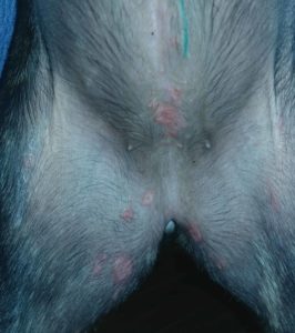 red spots on dog's belly