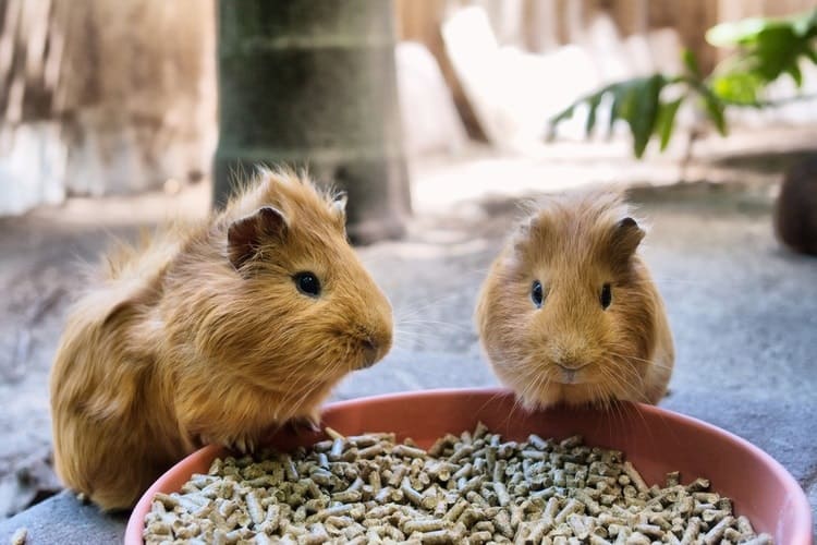 what should you feed your guinea pig