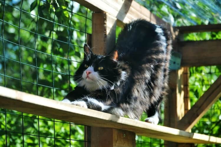 climate controlled cat house