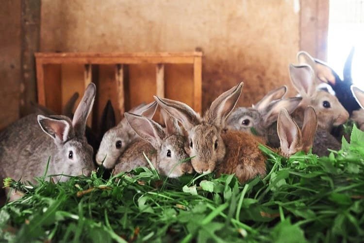 looking after a rabbit outdoors