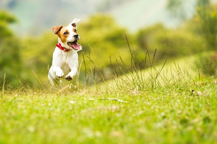 invisible fence for small dogs