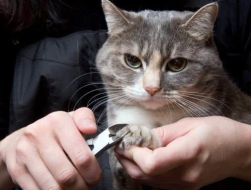 Person trimming a cat's nails