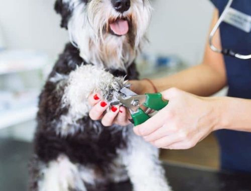Vet trimming a dog's nails