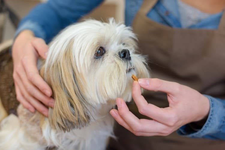 vitamins for dog to eat more