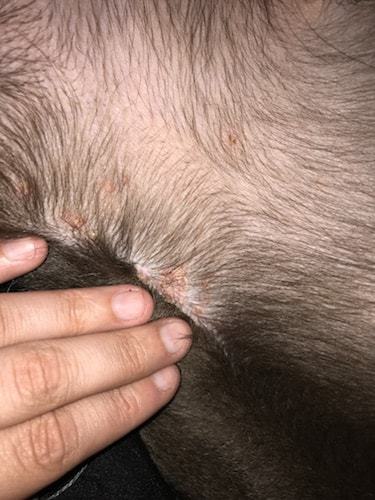 Crusty Scabs on My Dog's Skin 