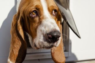 The Best Electronic Dog Doors