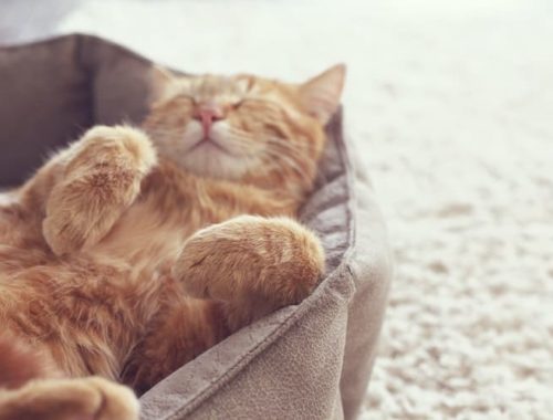 The Best Heated Cat Beds