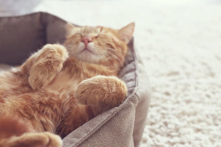 The Best Heated Cat Beds