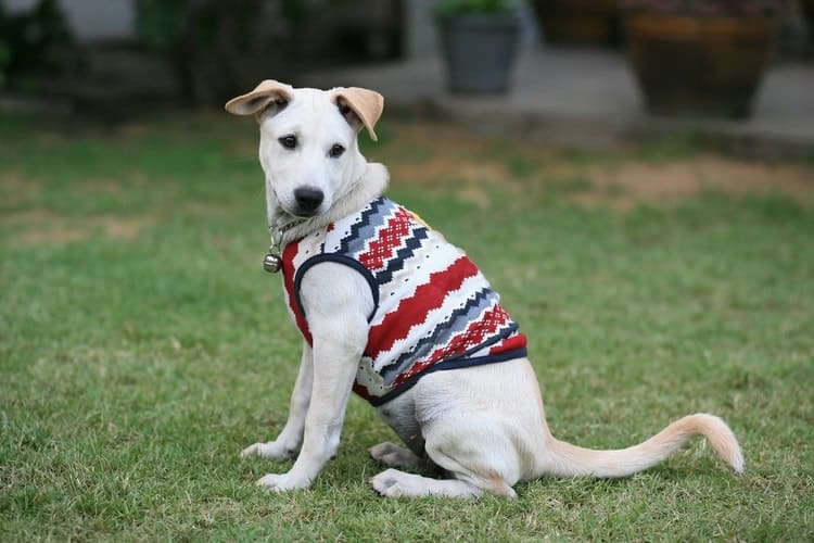 dog sweaters for large dogs