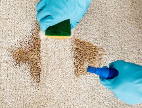 The Best Pet Carpet Cleaners