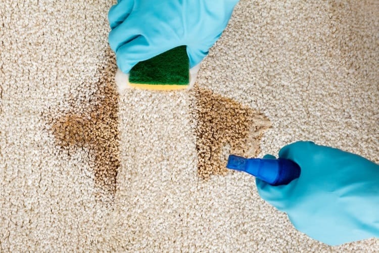 best pet stain and odor remover for carpet