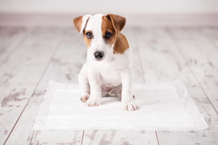 Puppy sitting on a puppy training pad for potty training