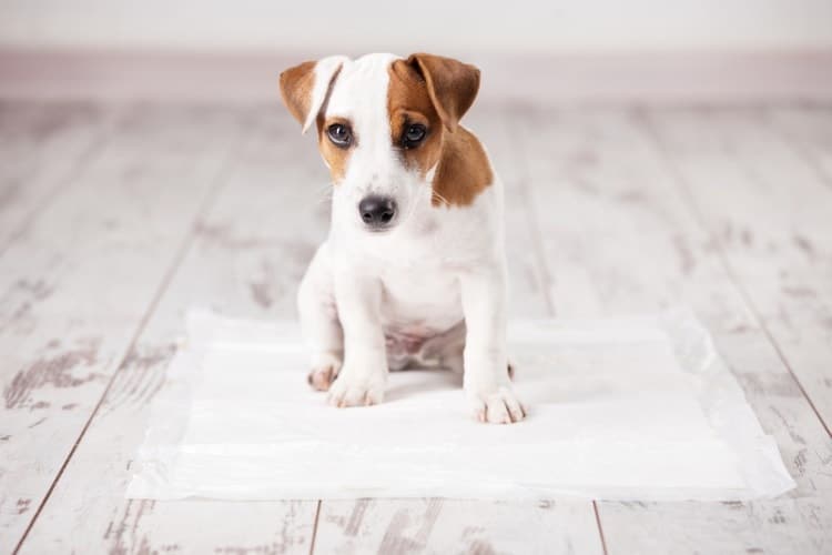 puppy potty training near me