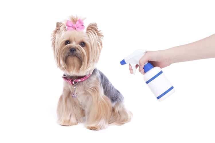 dog stay away spray