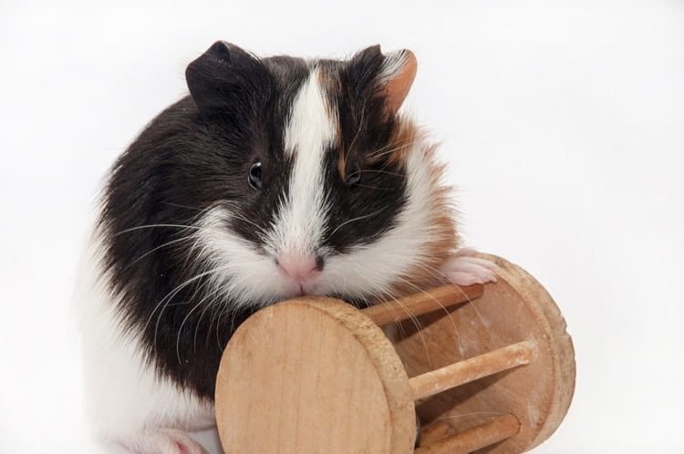 The Best Guinea Pig Toys