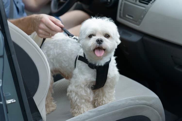 dog back seat harness