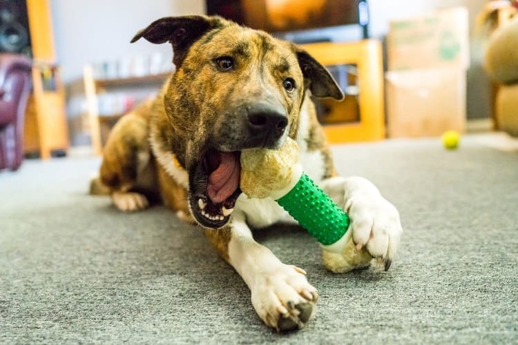 soft dog toys for aggressive chewers