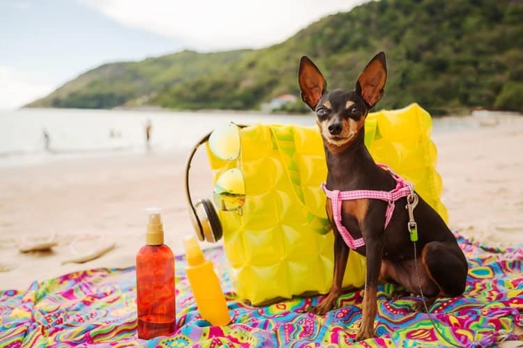 natural sunscreen for dogs