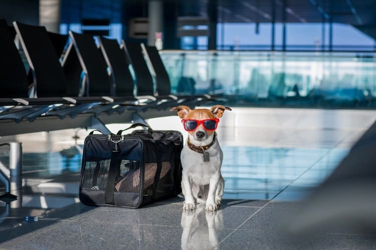 best dog travel bag