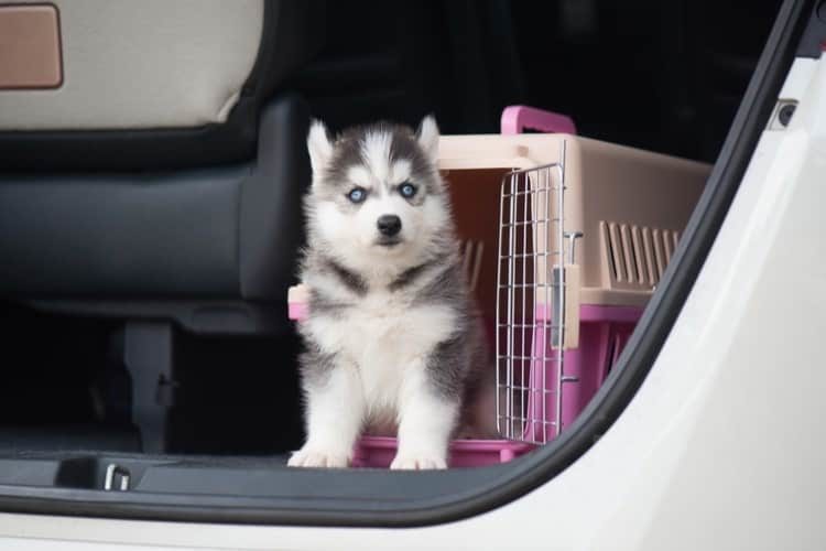 extra large dog travel crate