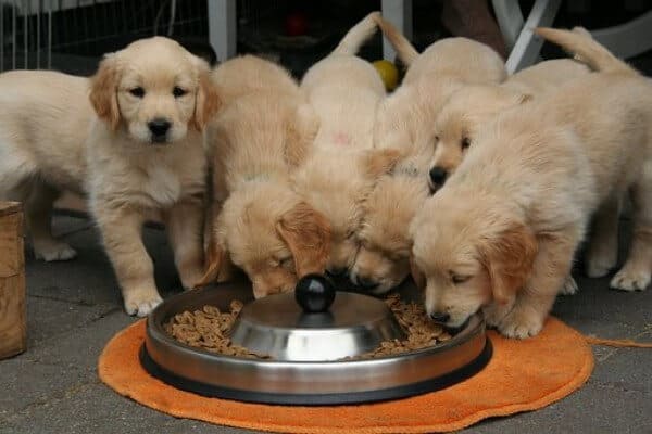 best food to feed a labrador puppy