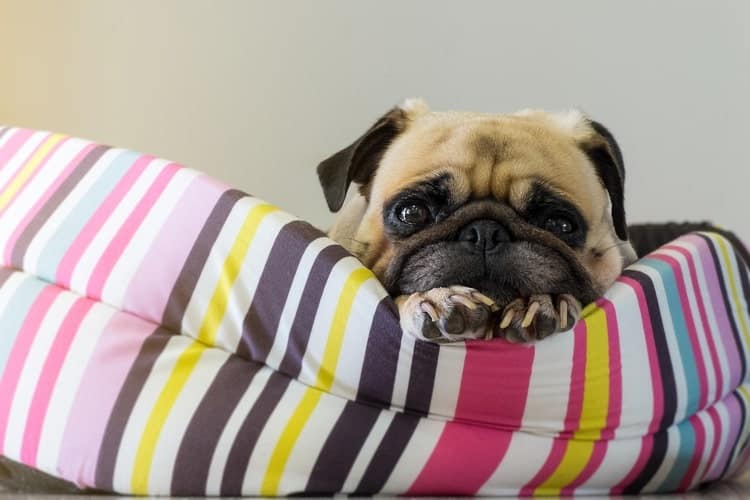 The 25 Best Small Dog Beds of 2020 - Pet Life Today