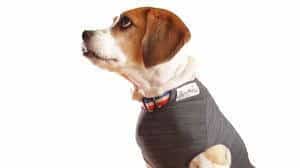 anti anxiety dog vest