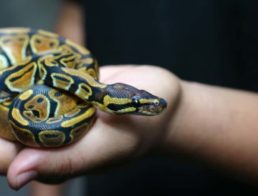 How to Take Care of a Ball Python