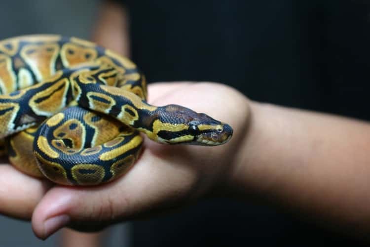 pet python types