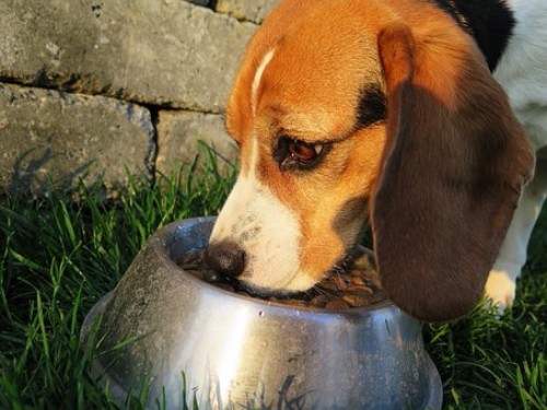 Small Dogs Eat Less at Each Feeding