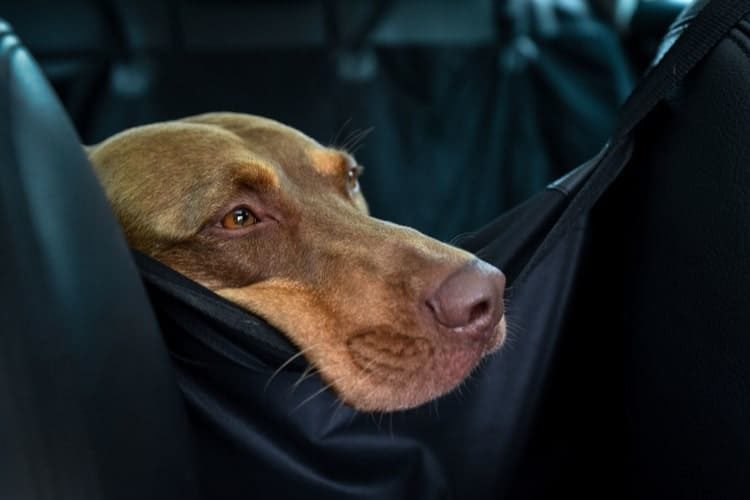 dog cargo area barrier