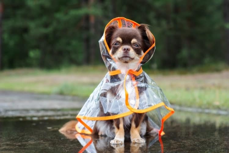 best raincoat for golden retriever