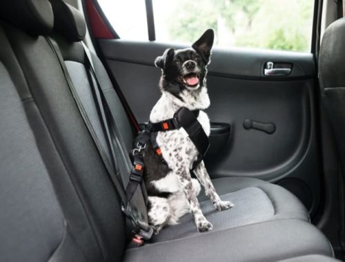 The Best Dog Seat Belts