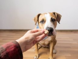 The Best Dog Skin and Coat Supplements