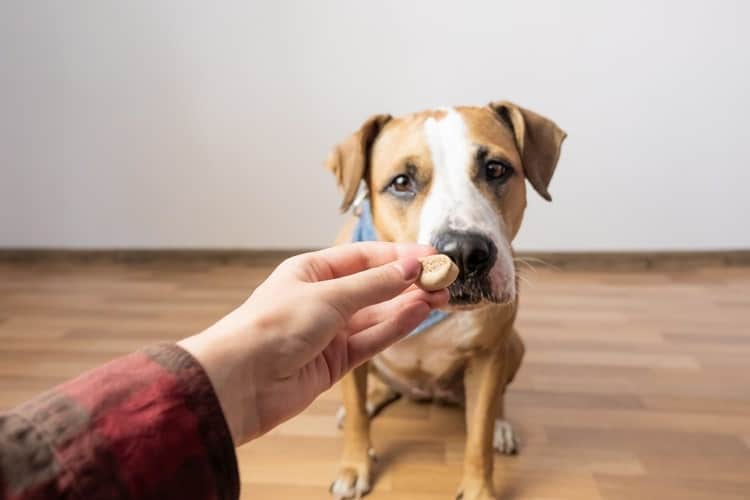 vitamins for dogs nails