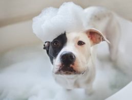 The Best Flea Shampoo for Dogs