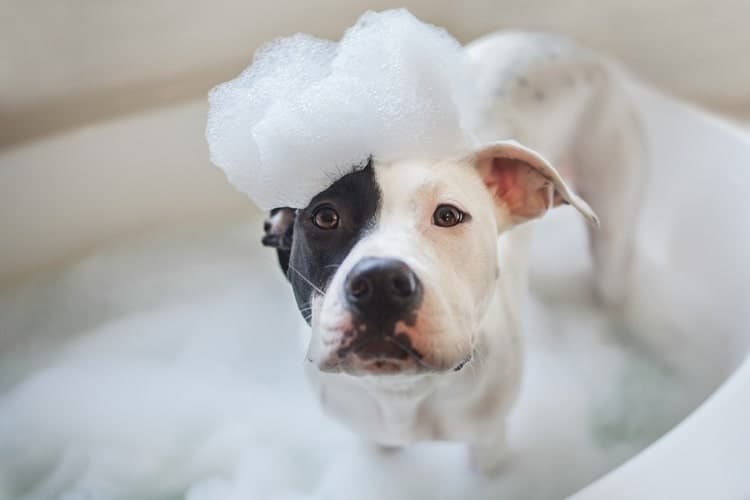 The Best Flea Shampoo for Dogs