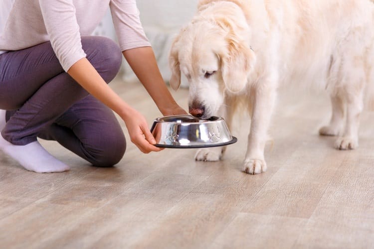 How Often Should I Feed My Dog? Pet Life Today