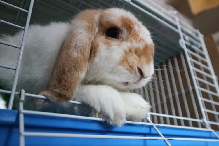 vertical rabbit cage