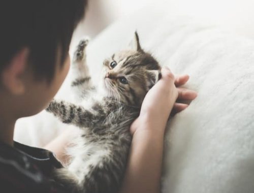 How to Take Care of a Kitten