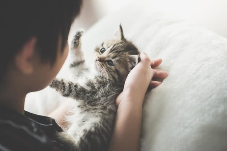 kitten care