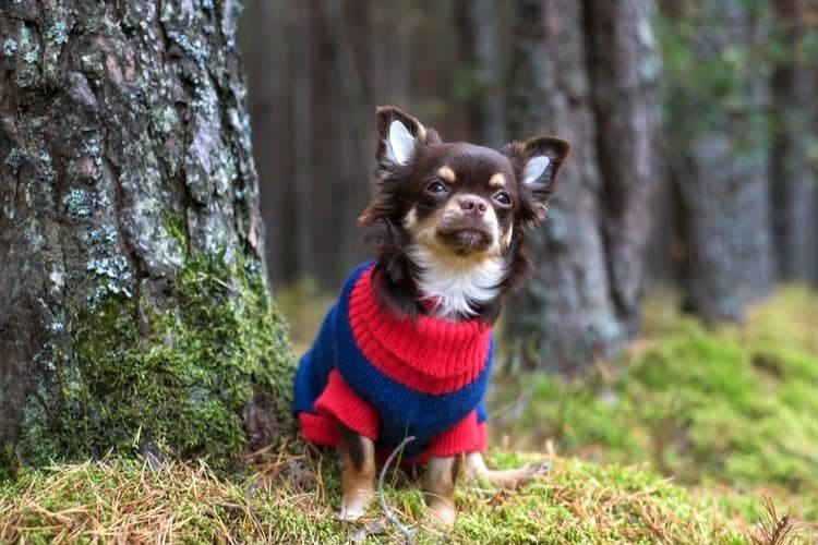 dog sweaters for small dogs